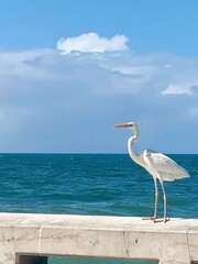 heron on the beach - portrait