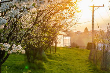 Sunset in the grandma's orchard by spring | Zachód słońca u babci w sadzie wiosenną porą