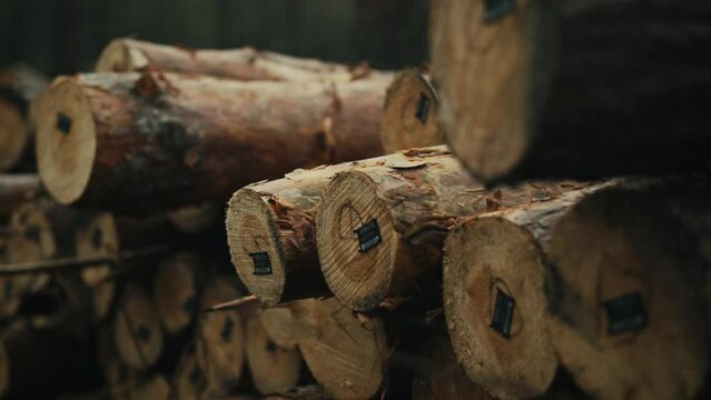 There is a stack of freshly cut pine logs in the forest. Each log has its own unique code for accounting. Pine logs are lined up in a stack, ready for further processing. Lumber