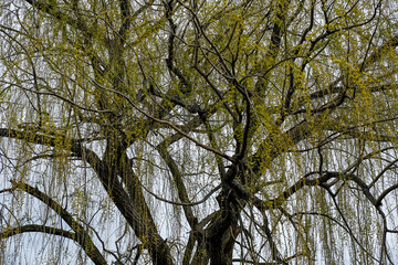 A view of the upper portion of a large weeping willow tree.