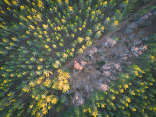 Fototapeta na wymiar Photo background texture, forest dirt road through a pine forest, photo from a drone.