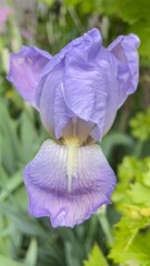 purple iris flower © A S Santacreu Anita