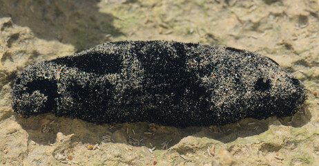 Holothuria edulis, commonly known as the edible sea cucumber or the pink and black sea cucumber, is...