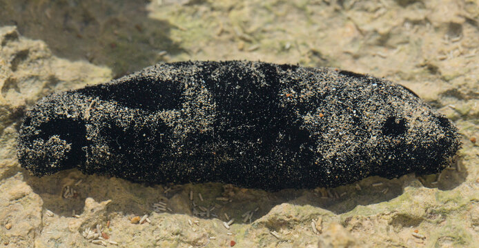 Holothuria edulis, commonly known as the edible sea cucumber or the pink and black sea cucumber, is a species echinoderm in the family Holothuriidae.The fauna of the Red Sea.