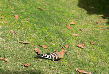The Eurasian hoopoe (Upupa epops). A wild bird forages for food on a green lawn.