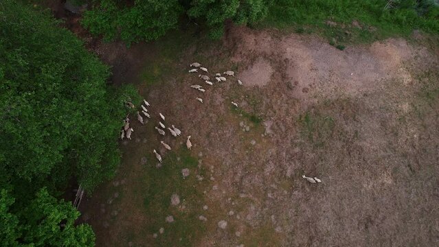 Top view of herd of sheep grazing on a huge fenced farm area. Using our own resources for environmentally friendly animal husbandry