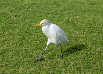 Little egret (Egretta garzetta). The white bird hunts fish in the red Sea.