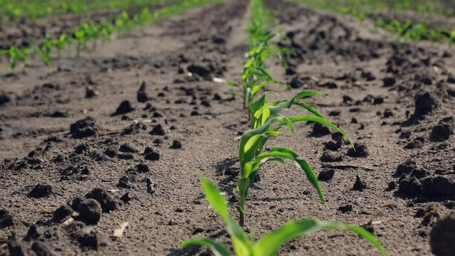 Corn sprouts grow in field. Farm agricultural business beds with rows of green sprouts germs of plants sprouting over damp plowed ground. High-quality healthy harvest crop, corn cultivation growth.