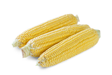Three fresh yellow ears of corn isolated on white, transparent background. Food ingredient, design element, farm, harvest, agriculture.