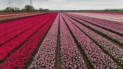 Vibrant tulip fields with rows of pink, red, and purple flowers under a cloudy sky, showcasing the...