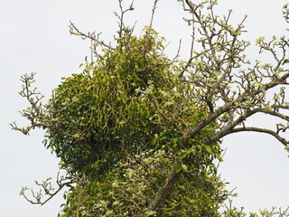 Naturschutzgebiet - Hangflächen bei Gräfinthal