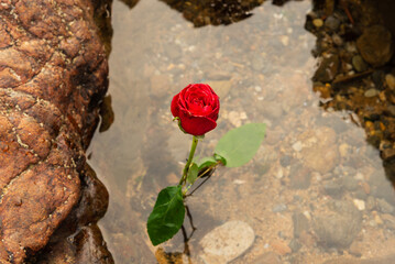 A red rose in the beach water. Romantic scene.