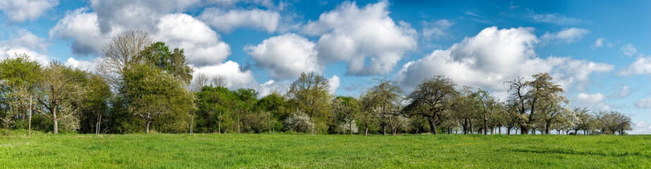 Panoramafoto Streuobstwiese im Frühling bei Sonnenschein und schönem Wetter mit  blühenden Kirsch-, Apfel- und anderen Obstbäumen und aufgelockerter Bewölkung - 782513120