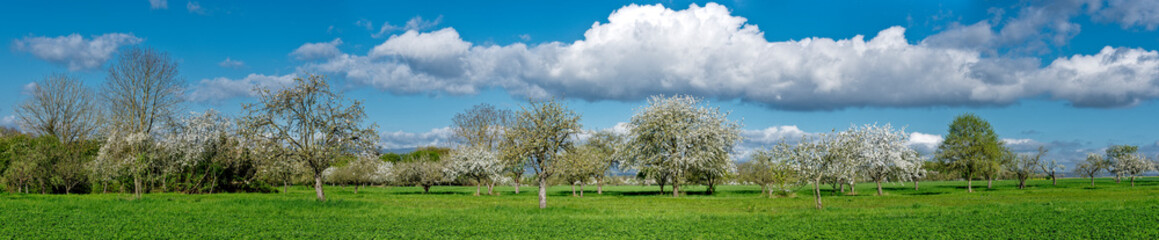 Panoramafoto Streuobstwiese im Frühling bei Sonnenschein und schönem Wetter mit  blühenden Kirsch-, Apfel- und anderen Obstbäumen und aufgelockerter Bewölkung - 782513181