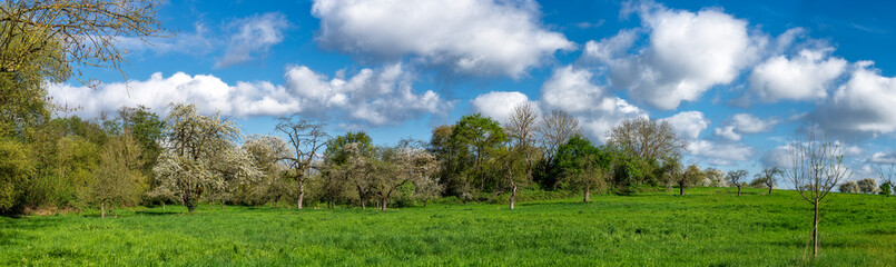 Panoramafoto Streuobstwiese im Frühling bei Sonnenschein und schönem Wetter mit  blühenden Kirsch-, Apfel- und anderen Obstbäumen und aufgelockerter Bewölkung - 782513358