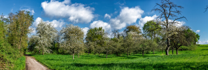 Panoramafoto Streuobstwiese im Frühling bei Sonnenschein und schönem Wetter mit  blühenden Kirsch-, Apfel- und anderen Obstbäumen und aufgelockerter Bewölkung - 782513538