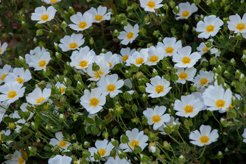 Sage-leaved rock-rose with white colors. White and yellow wild flowers. Cistus salviifolius.