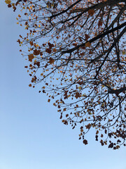 tree branches against sky