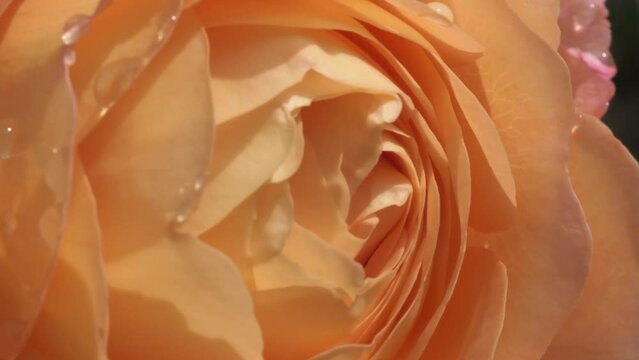 splendid huge royal bright peach color roses buds with water drops blossoming  at sunny morning