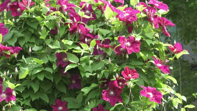 bindweed plant with beautiful burgundy  color flowers. cloudy day. close up
