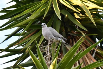 Türaufkleber Eine Taube sitzt in einer Palme  © Jürgen