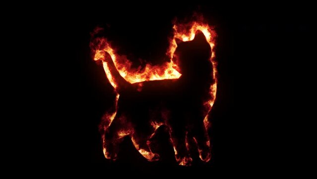 Burning cat