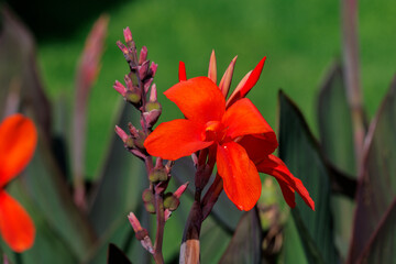 Canna © rkbox