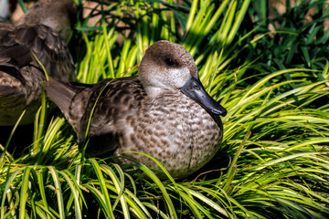 Ente im Gras