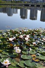 Lotus flower 