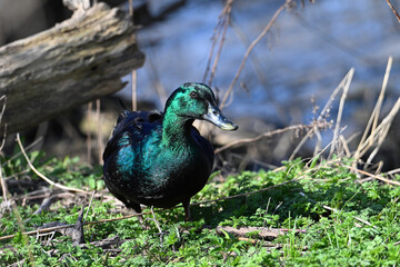 Obraz premium Colorful iridescent Cayuga Duck standing along the shore of a river