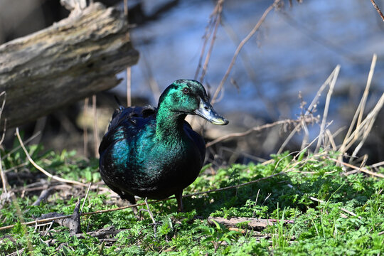 Colorful iridescent Cayuga Duck standing along the shore of a river