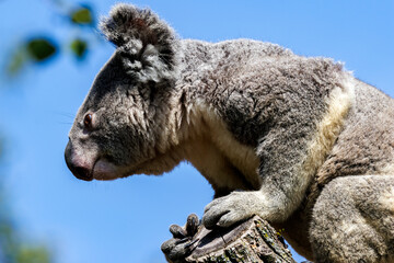 Naklejka premium Koala 8