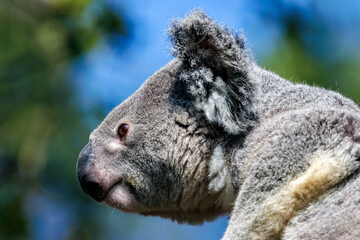 Koala Seitenportrait