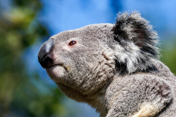 Koala Kopfportrait