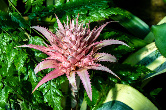 Lanzenrosette