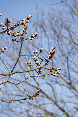 willow branches in the forest
