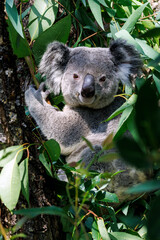 Koala 3