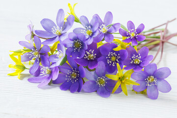 Spring blue-violet flowers hepatica and yellow gagea on a white wooden background, closeup, blur - 782522775