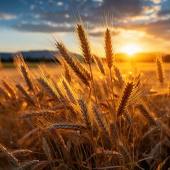 a wheat field with the sun setting behind it - obrazy, fototapety, plakaty