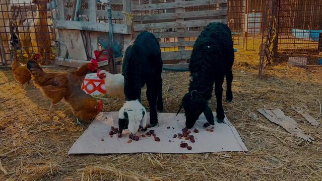 Sheep and chickens eating fodder in the barn