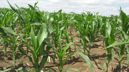 field of corn