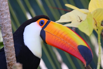 Tucano close © Danilo