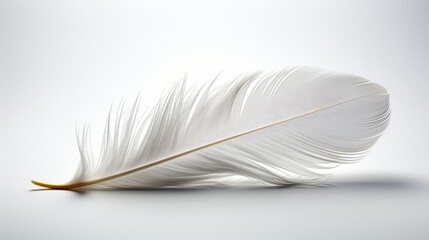 A white feather on a white background