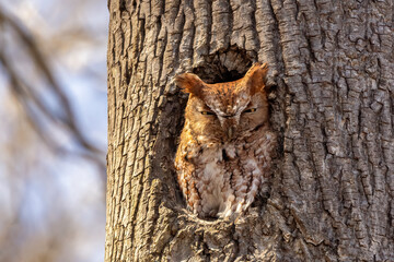 Eastern Screech Owl in a tree cavity - 782531526