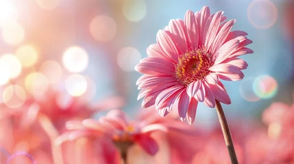 Zelfklevend Fotobehang Close-up of a pink gerbera daisy with soft, dreamy background - Generative AI © chris3d