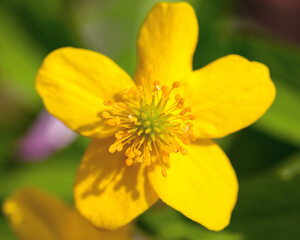 Amazing Meadow Buttercup close-up of flower.