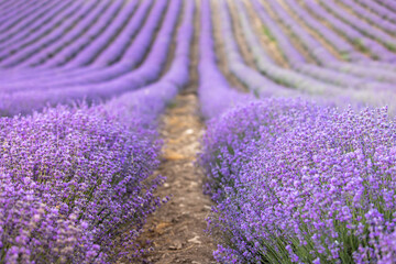 Lavender field at sunset. Rows of blooming lavende to the horizon. Provence region of France. - 782532391