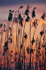 Amazing dried reed on a background sunset.