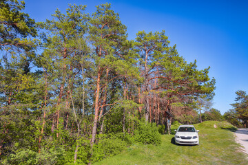 Amazing view of green pine trees and white car near the road