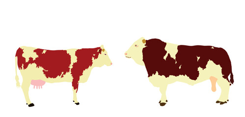 Simmental cow and bull couple vector illustration isolated on white background. Farm animal mating love. Organic food pasture. Cow bull fresh meat. Simmentaler Fleckvieh